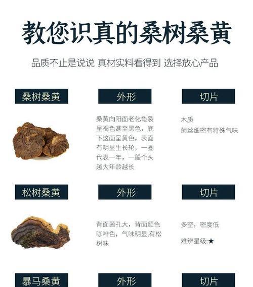 探秘桑黄药用价值（挖掘桑黄的医疗与保健效果）