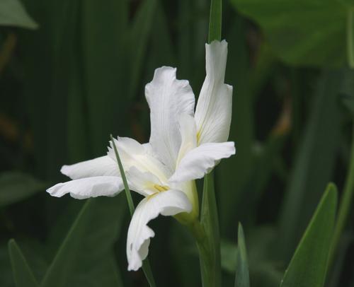 黄色鸢尾花的花语与意义（探寻黄色鸢尾花所传递的吉祥和幸福）