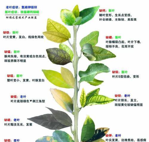 桑树皮和桑白皮的区别及功效（了解桑树皮和桑白皮）