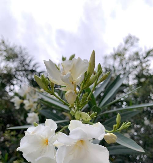 夹竹桃花语与传说（夹竹桃花的美丽与寓意）