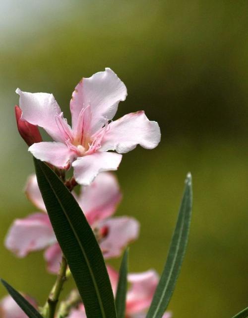 夹竹桃花语（红色诱惑）