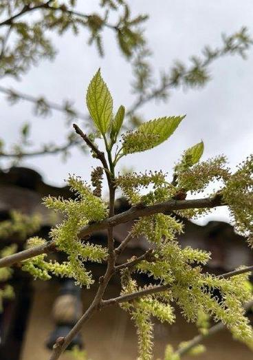 “探秘桑葚开花之美”（欣赏桑葚开花的美丽景象）