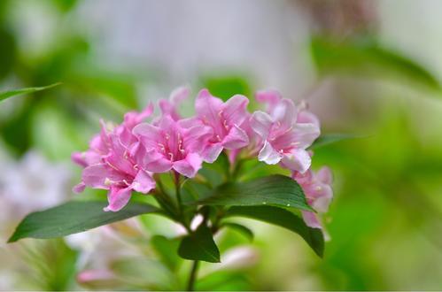 锦带花的花语（美丽的锦带花）