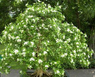 九里香花的寓意与花语（探秘九里香花的美丽之谜）