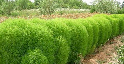 扫把苗种植技巧详解（适合种植的季节）