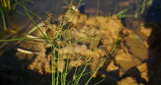 探秘莎草科植物（从形态到生态）