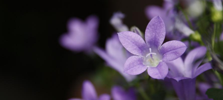 桔梗花的寓意是什么（探究桔梗花的象征意义及文化背景）