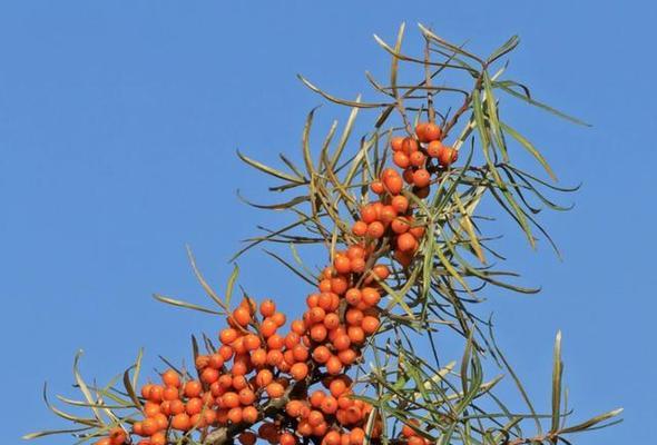 沙棘——神奇的植物之王（了解沙棘的科学分类及植物学特性）