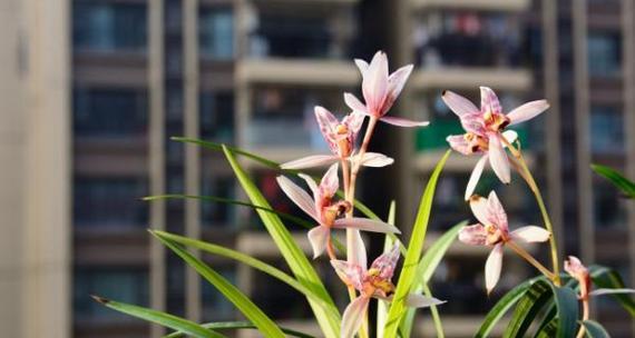 以兰草花的花语是什么（解读以兰草花的花语）