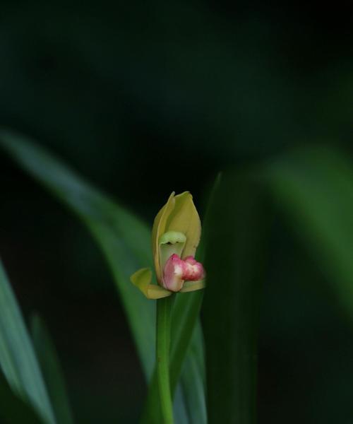 兰花的美丽与象征意义（探索兰花的花语与寓意）