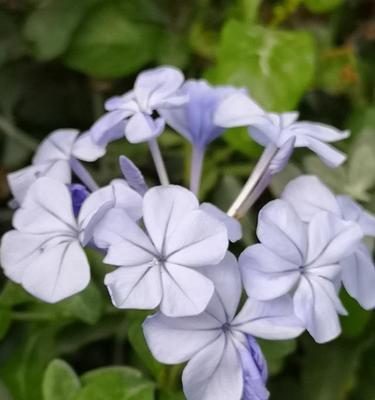 蓝花丹的花语（带你走进蓝花丹的花海）