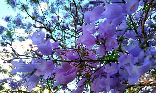 追寻蓝花楹的花语之美（探秘蓝花楹花语的含义与传说）