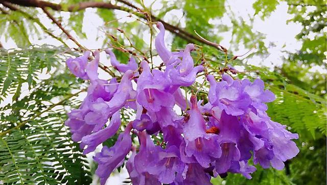 蓝花楹花语与寓意（探寻蓝花楹的花语之谜）