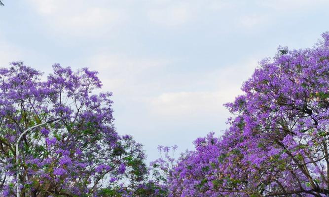 蓝花楹（探索蓝花楹在文化和自然中的意义）