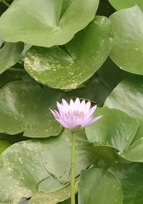 探寻蓝莲花的花语之美（解读蓝莲花花语的深刻寓意）