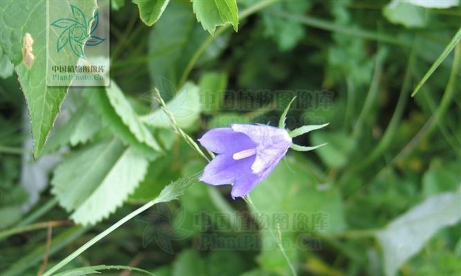 探秘沙培植物的生态特点（从根系到繁殖）