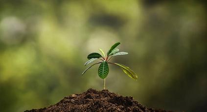 沙土地的适宜植物种类（探究沙土地的特性和种植方式）