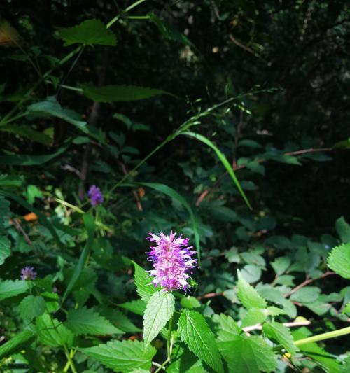 沙质地适合种什么植物（挑选适应沙质地的植物）