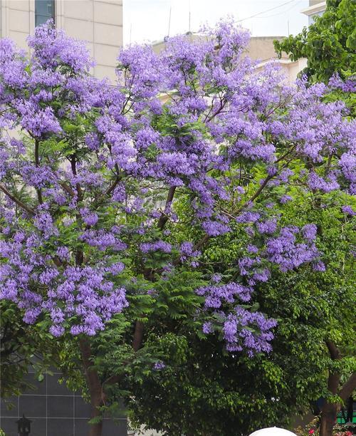 解读蓝楹花的花语之美（蓝楹花的花语和象征意义）