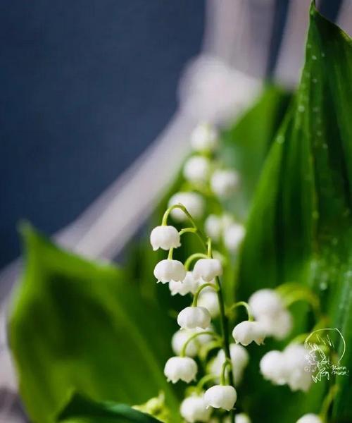 铃兰花语与传说——芬芳的谜团（揭秘铃兰花的花语与古老传说）