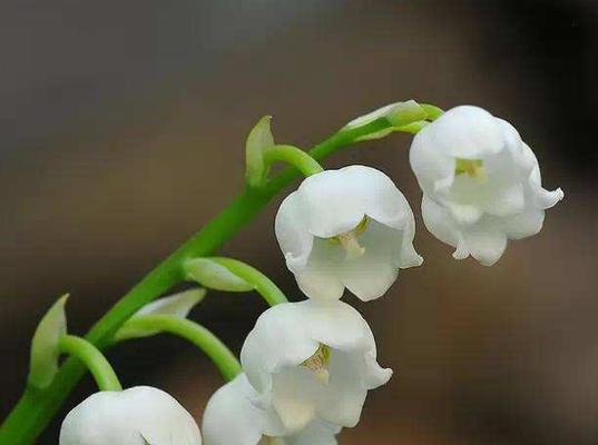 铃兰花（探索铃兰花的美丽与深意）