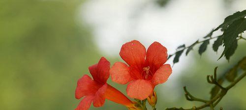 凌霄花花语与寓意（美丽绽放的花海）