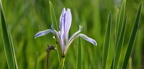 以马兰花之美寓意（探索马兰花的象征意义及文化价值）