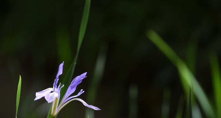 以马兰花花语的意义（揭示马兰花花语的深层寓意与传承）