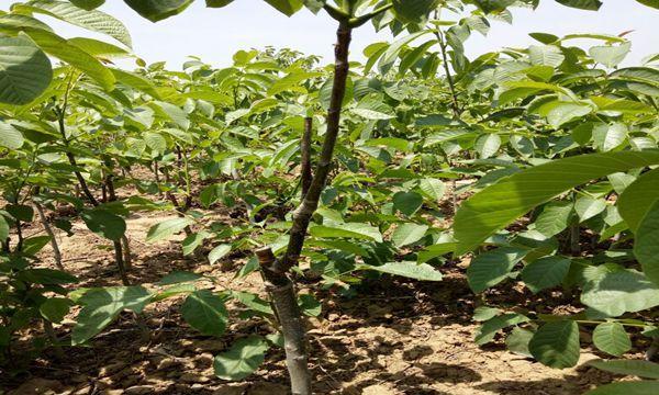 山核桃种植的气候与环境条件（适宜种植地区的要求与注意事项）