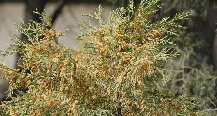 山胡椒的植物分类及特性（裸子植物的独特之处与山胡椒的分类）