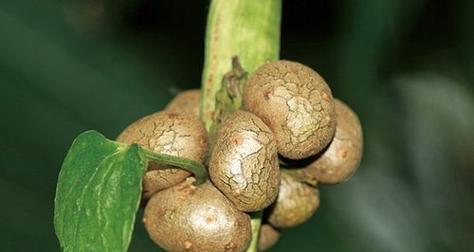 山药豆生芽的营养与食用方法（山药豆生芽的惊人营养价值和多样化食用方式）