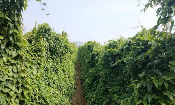 山药成熟季节详解（挖掘山药丰收的诀窍）