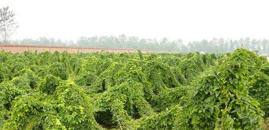 探讨山药的品种及其最佳选择（为您详解山药的种类）