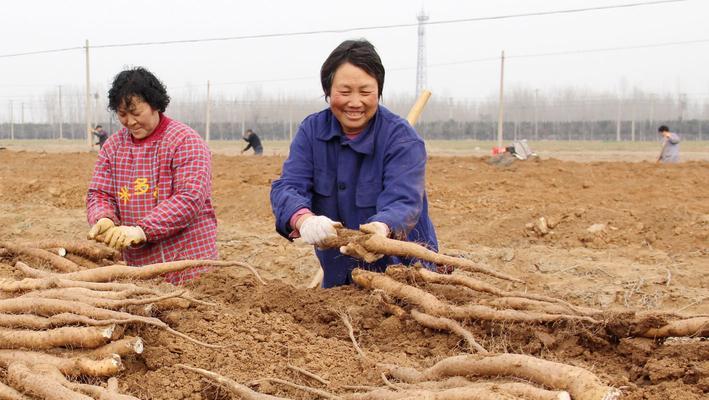 山药收获时间剖析（挖掘时间对山药的影响及收获技巧）