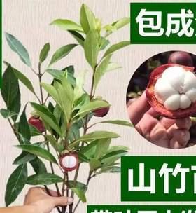 山竹北方种植的可行性探讨（山竹果树在北方地区的生长状况和应对措施）