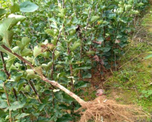 选择最适合种植的山楂苗品种（了解不同山楂苗品种特点及选购技巧）