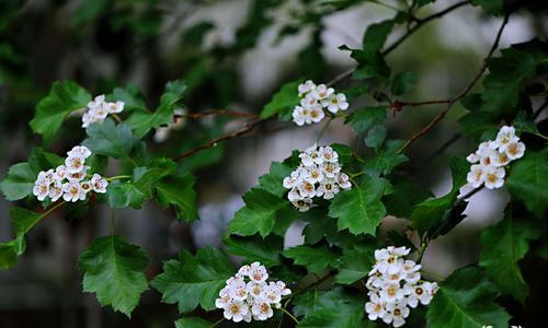 山楂树开花时间及特点（一年开几次花）