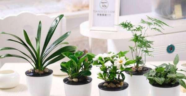 如何选择适合种植的植物装点商品房（在家里种上这些植物）