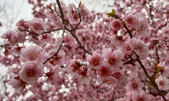 美人梅的花语及其象征之美（探寻美人梅的花语及背后的深意）