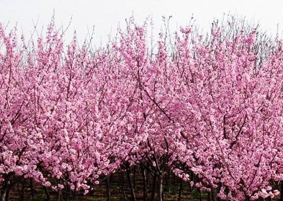 美人梅花语——诠释傲世风华的花朵之美（美人梅花的神秘语言和艺术魅力）