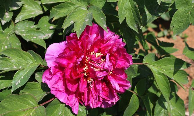 芍药生长习性特点及适宜生长环境条件（探究芍药生长的秘密）