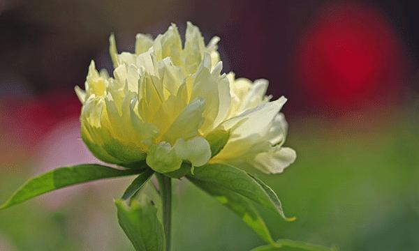 芍药花（美丽）