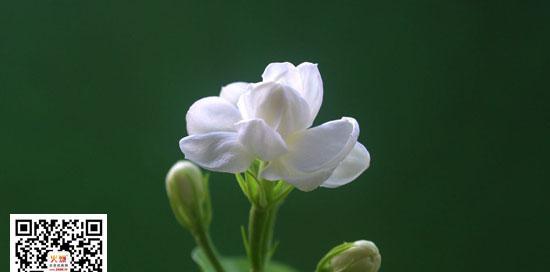 茉莉花语的意义与传承（花开香气）