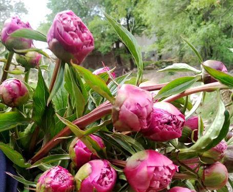 芍药花的室内养殖技巧（家里种植美丽的芍药花）