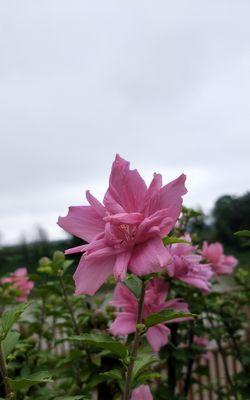 木槿花语与传说的魅力（探寻木槿花的花语和神话传说）