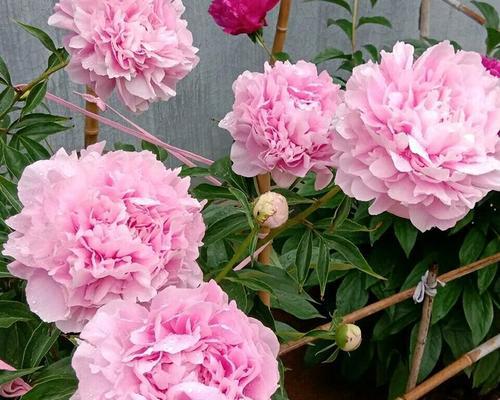 芍药室内种植指南（室内也能养花）