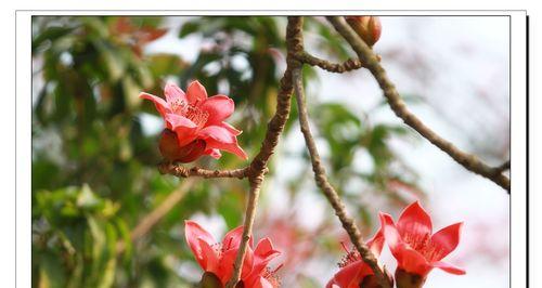 木棉花（木棉花的美丽与内涵尽在其中）