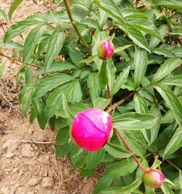 芍药修剪指南（轻松掌握修剪技巧）