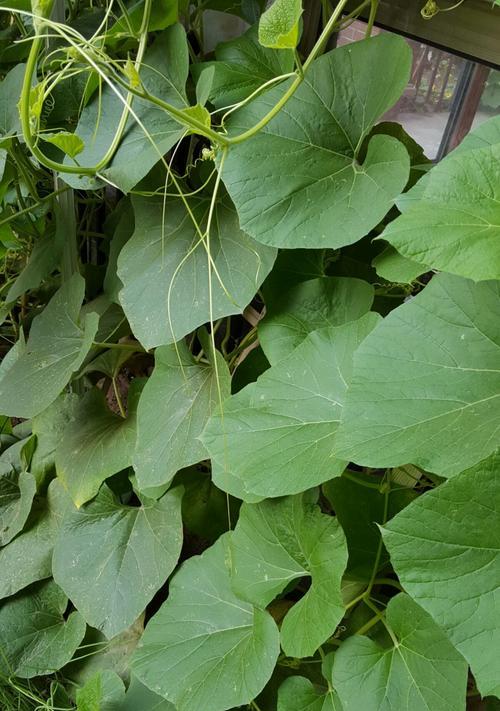 探寻蛇豆的功效与作用（丰富膳食多营养）