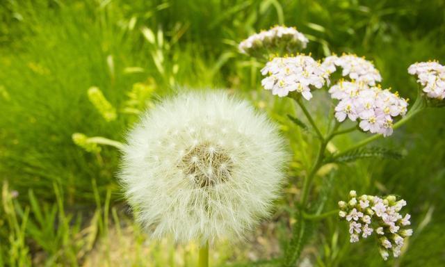 蒲公英的花语与寓意和象征（探寻蒲公英的深层含义）